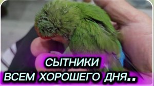 САМВЕЛ АДАМЯН, СЫТНИКИ, ВСЕМ ХОРОШЕГО ДНЯ..