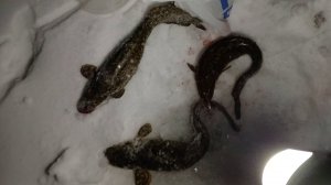 Рыбалка на Налима в ноябре 2025. Клев как в детстве! р. Чита