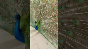 я на выставке животных.