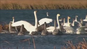 Взгляни, Христе...Симон Безкровный.