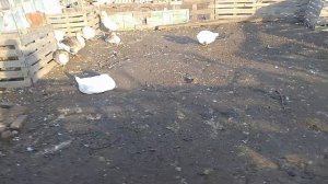 25 ноября, видео о гусях