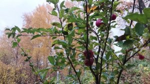 Яблок мало..зато сладкие!