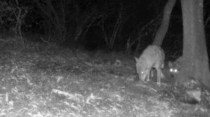 Фото ловушка 🐺🐺🐺