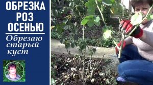 Обрезка роз осенью Как обрезать старый куст роз