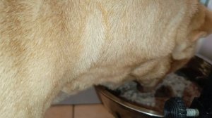 До последней крошки!Очень вкусная кашка😋