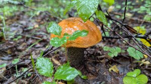 Подосиновик жёлто-бурый (Leccinum versipelle). Как выглядит гриб на месте произрастания.