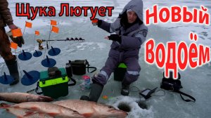 Клев Щуки на Жерлицы Зимой на Бесплатном Пруду открытие сезона #рыбалка #рыбалка2025