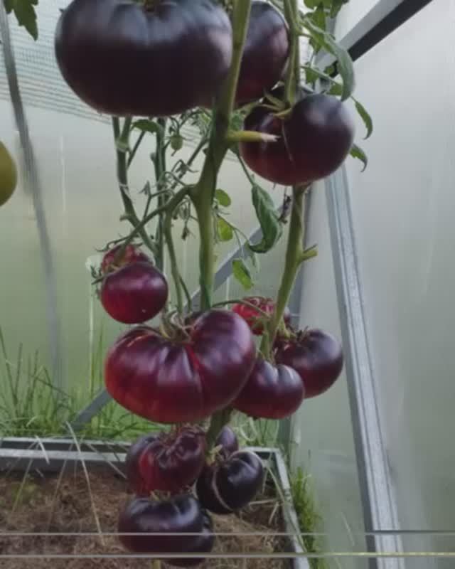 Томат Грязный Курта полосатый т. 89229284031