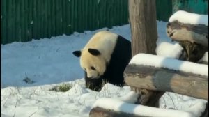 🐼❄️Парк панд на курорте Ябули