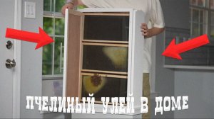 Пчелиный улей в доме
