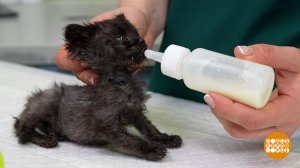 Как выкормить маленького котенка. Доброе утро. Фрагмент выпуска от 25.11.2025