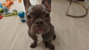 Моя собачка