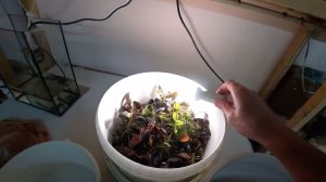 Новый креветочник и ведро буцефаландров. И другая работа.