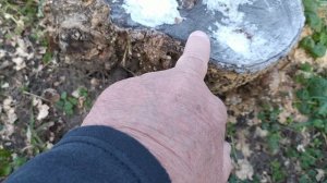 Заполнил отверстия в пне аммиачной селитрой.