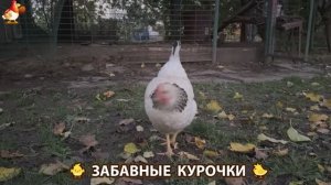 Забавные курочки несушки на сельском подворье 🤗😂😜 (31)