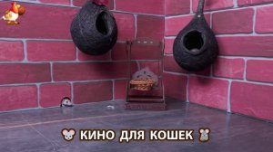 Видео для кошек про крысок развлекать питомцев 🐭🐀😂 (384)