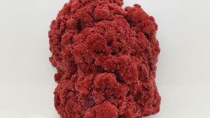 Красный Коралл 1203 г, Бермудские острова