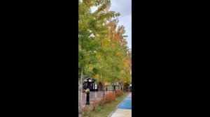 страницы осени