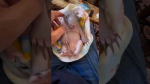 Видео от МЯУтаверс – как метавселенная, но с котами