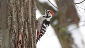 Дятел, наблюдение птиц в Великом Новгороде, 25 ноября 2025