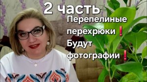 Перепелиные перехрюки❗️Будут фотографии❗️