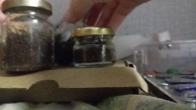 мои мини терариумы день 1