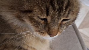 Отдыхает после деревни.