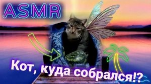 Кот, 😽🍉 куда собрался ⁉️ASMR 🐾