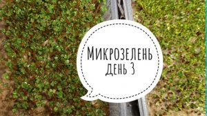 🥦 Микрозелень. день 3