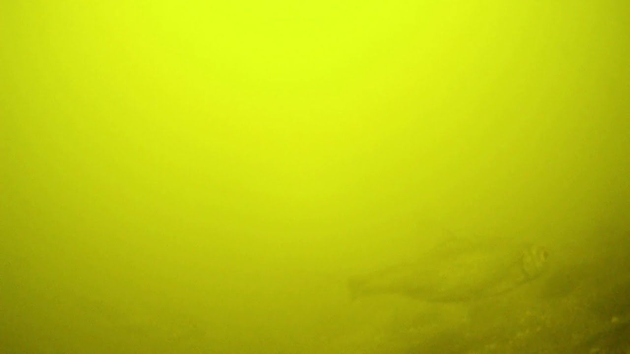 КАКАЯ Рыба ПЛАВАЕТ под БЕРЕГОМ? ПОДВОДНАЯ СЪЁМКА Зимой