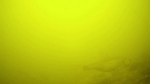 КАКАЯ Рыба ПЛАВАЕТ под БЕРЕГОМ? ПОДВОДНАЯ СЪЁМКА Зимой