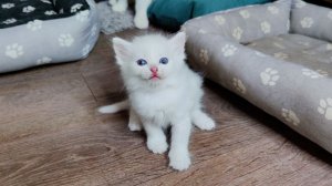 Белая мама-кошка и её любимый белый котёнок. Котята весело играют.