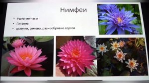 Создание коллекций водных растений выращивание и размножение Миронова Ольга Юрьевна
