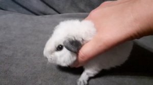 американский тедди белый калифорния, возраст 1 месяц