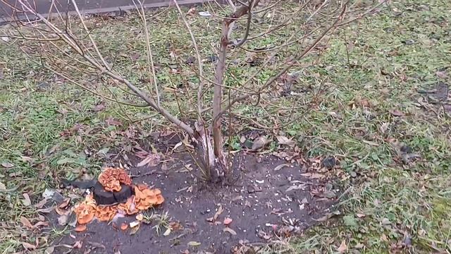 Красивый пенёк с грибами, Сказка)