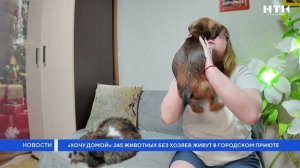 «Хочу домой»: 245 животных без хозяев живут в городском приюте