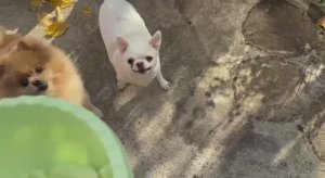 Погода радует и лакомимся на улице.