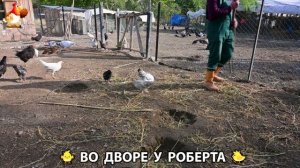 Содержание кур в домашних условиях и других птиц во дворе у Роберта 🐣🐤🦆🐔🪿🦃 (345)