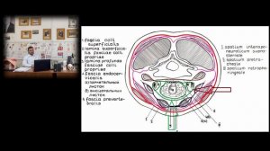 Топография шеи - Фасции шеи