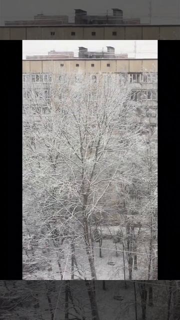 Санкт-Петербург. 24.11.2025.Мокрый снег, налипание на дорогах. Красота! МЧС предупредил. Эпизод 8