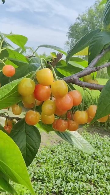 Образы из счастливого детства #дзен @45394650912