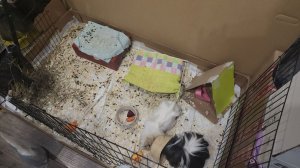 Морские свинки разбогатели домиками 🛖 🏠 ⛺️