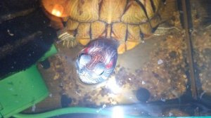 Красноухие черепахи 🐢 утро 25-11-2025. Умная колонка Маруся рассказывает анекдоты!