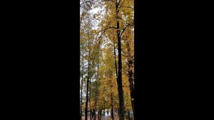 страницы осени-2