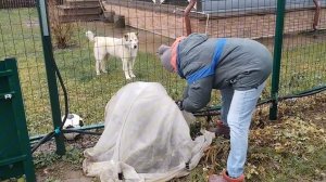 Сыро, под ногами хлюпает, но розы укрыты))) 22-11-2025