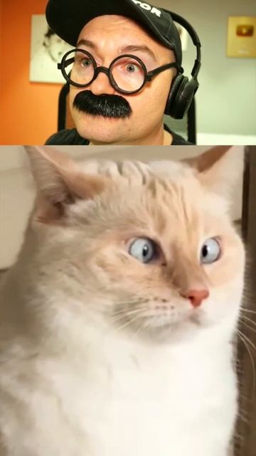 Кот наелся валерьянки смотреть онлайн