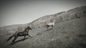 Л. Соколова & Е . Ваенга ( Кони привередливые )