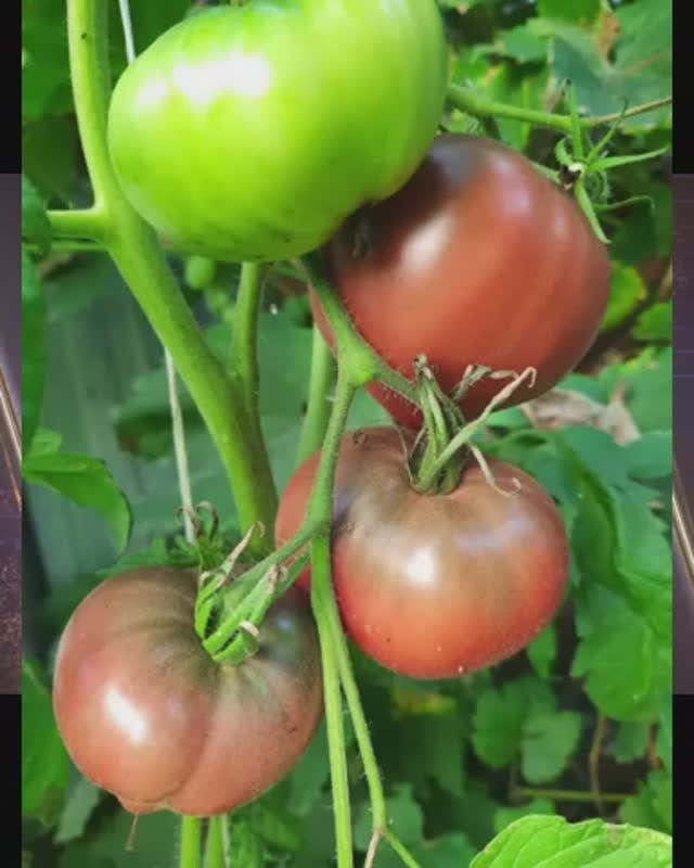 Томат Розовый мед х Индийский полосатый.   т. 89229284031