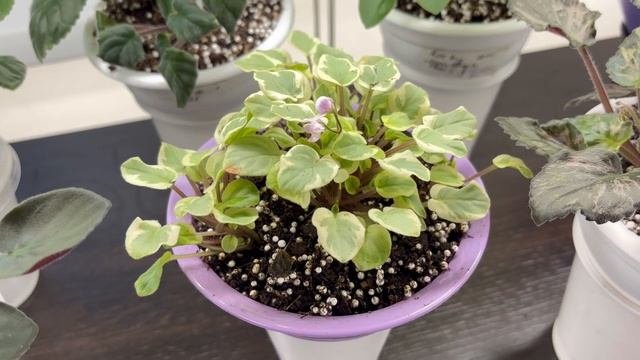 Банки для фитильного полива фиалок, пенопластовые шарики, горшки для стандартов, где покупаю?