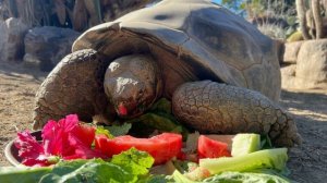 Independent: в США умерла 141-летняя черепаха Бабуля